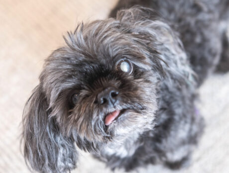 Good ol’ Lucy Lou’s the epitome of a classy Shih Tzu