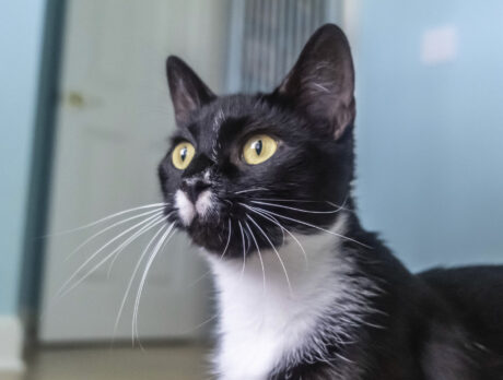 Lily may be a bit silly, but she’s also a pretty cool kitty